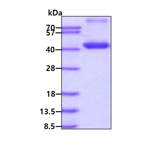 3 μg by SDS-PAGE under reducing condition and visualized by coomassie blue stain.
